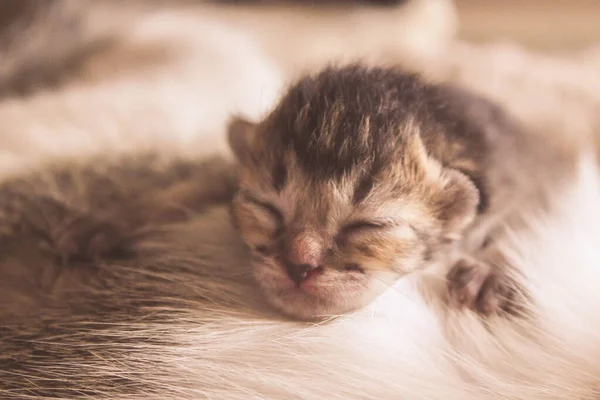 新出生的小猫睡在妈妈身上 — 图库照片