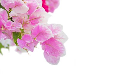 bougainvillea 'nın soyut odak noktası, kağıt çiçekler: arka plan kullanımı için