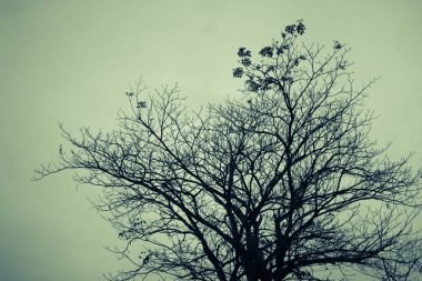 Mavi gökyüzündeki ağacın silueti.