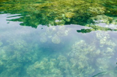 deniz altında soyut bulanık yeşil mercan