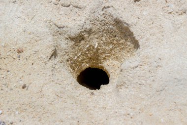 Kumsalda beyaz kumda yengeç deliği