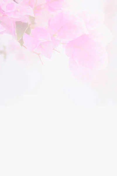 Бугаинвиллея Бумажные Цветы Фонового Использования — стоковое фото