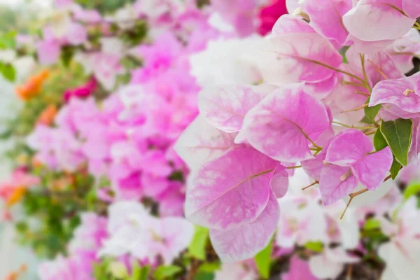 Bougainvillea Yazın Kağıt Çiçekler — Stok fotoğraf