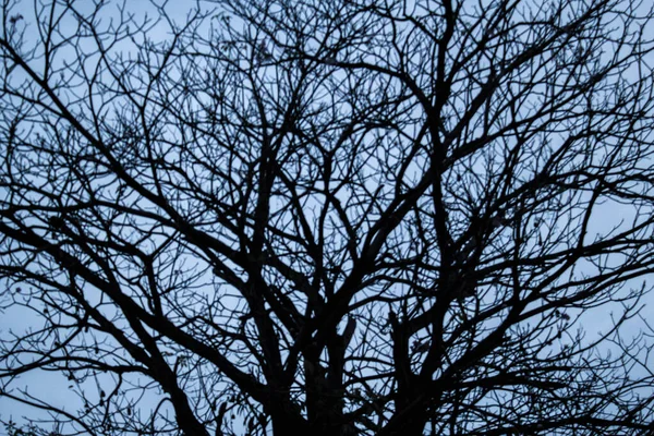 Foto Silhueta Árvore Céu Azul — Fotografia de Stock