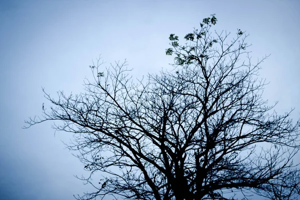 Silhouet Foto Van Boom Blauwe Hemel — Stockfoto