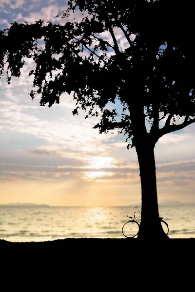 Silhouette Bicycle Big Tree Blurred Beach Sunset — Stock Photo, Image
