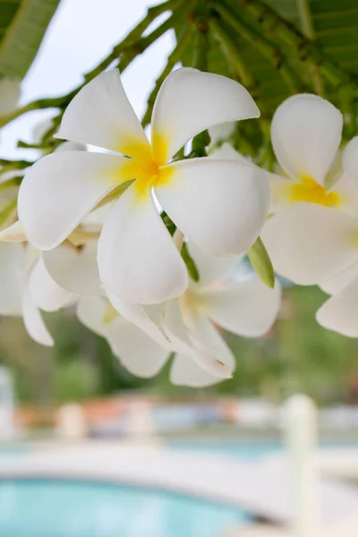 Der Baum Von Plumeria Blume Der Nähe Von Schwimmbad — Stockfoto