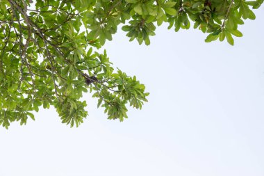 Gökyüzü arka planında yeşil ağaç yaprağı