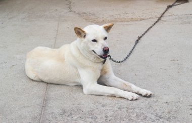 Zincire vurulmuş yalnız beyaz köpek
