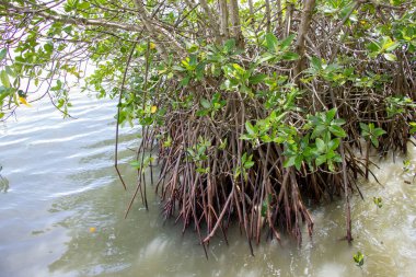 Tayland 'ın Songkhla Denizi yakınlarındaki mangrov ormanları