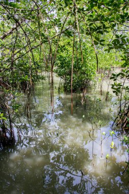 Tayland 'ın Songkhla Denizi yakınlarındaki mangrov ormanları