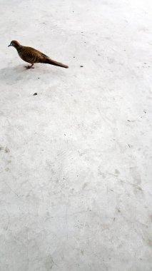 Kuş beton zeminde duruyor.