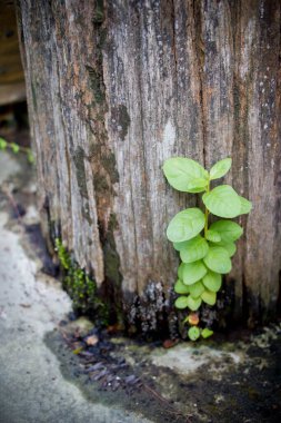 Genç yeşil bitki yaşlı kütüğün üzerinde