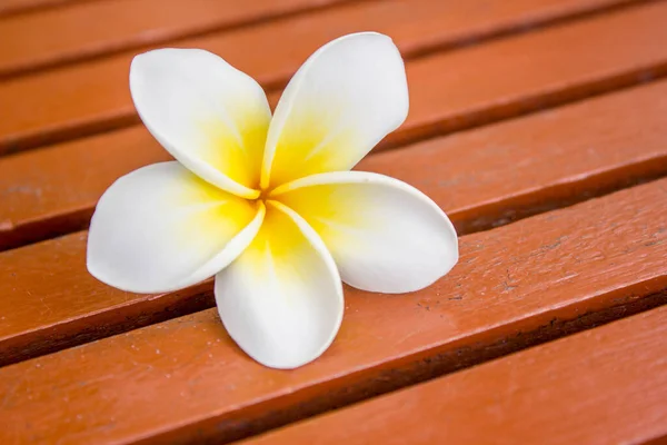 Plumeria Branca Chão Madeira — Fotografia de Stock