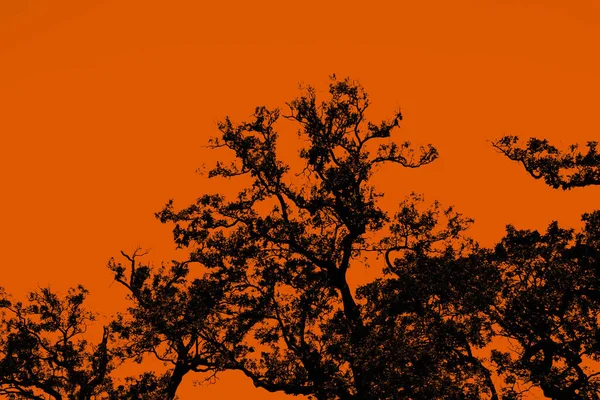 Silhuett Stort Träd Färgfilter — Stockfoto