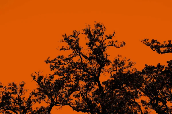 Silhouette Albero Grande Filtro Colori — Foto Stock