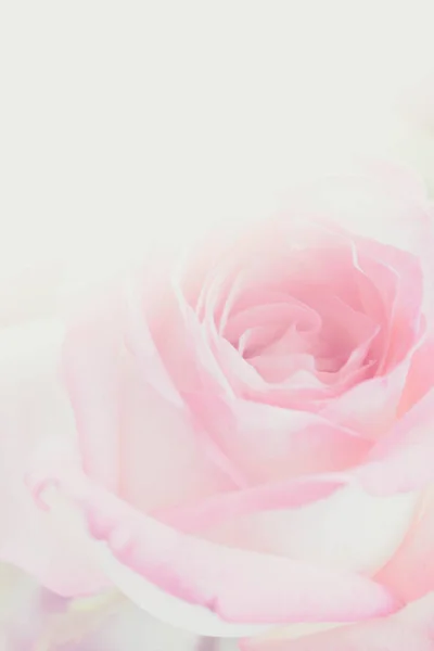 Blurred Pink Rose Background Use — Stock Photo, Image