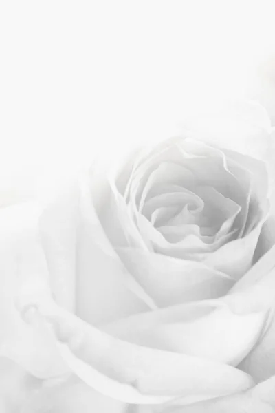 Siyah beyaz bulanık pembe gül: arka plan kullanımı için