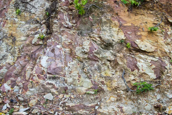 Rock Textuur Achtergrond Met Weinig Groene Boom — Stockfoto