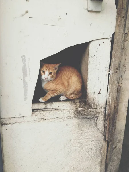 Kucing Pemalu Bersembunyi Dinding Pemarah Retak — Stok Foto