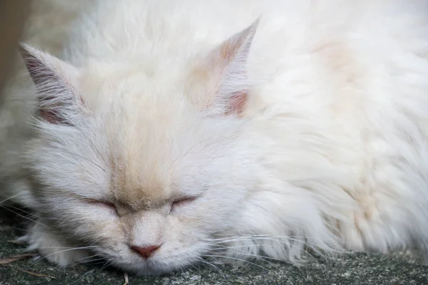 Kucing Dengan Rambut Panjang Putih Tidur Lantai — Stok Foto