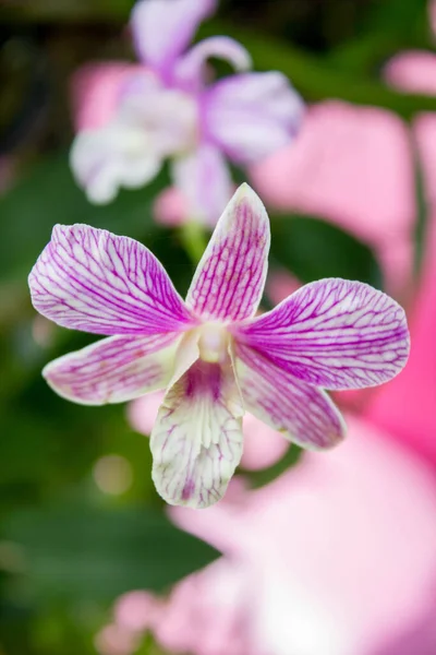 Flor Orquídea Falaenopsis Rosa Com Fundo Borrado — Fotografia de Stock
