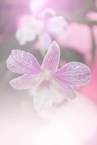 Flor Orquídea Falaenopsis Rosa Borrada — Fotografia de Stock