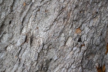 Eski kırsal ahşap deri dokusu