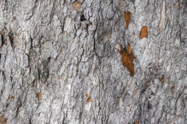 Eski kırsal ahşap deri dokusu