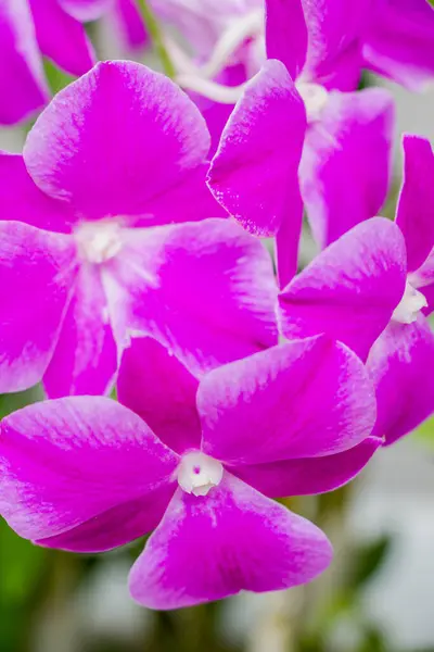 Flor Rosa Orquídea Phalaenopsis — Fotografia de Stock