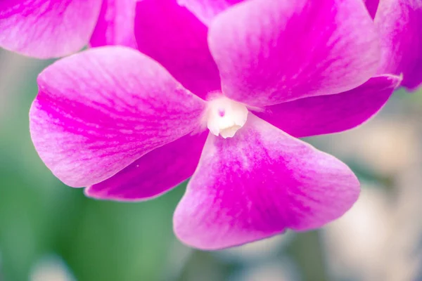 Flor Rosa Orquídea Phalaenopsis — Fotografia de Stock