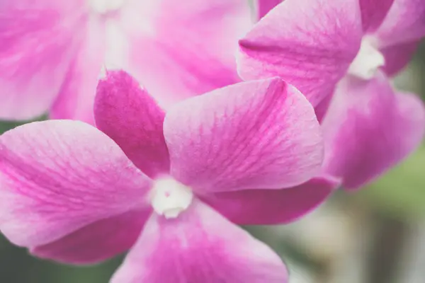 Flor Rosa Orquídea Phalaenopsis — Fotografia de Stock