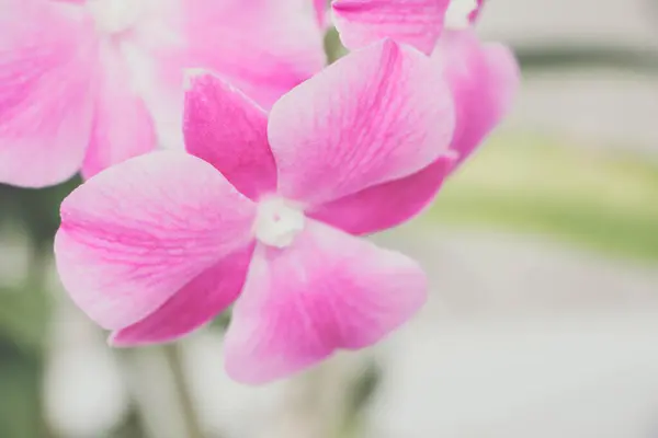 Flor Rosa Orquídea Phalaenopsis — Fotografia de Stock