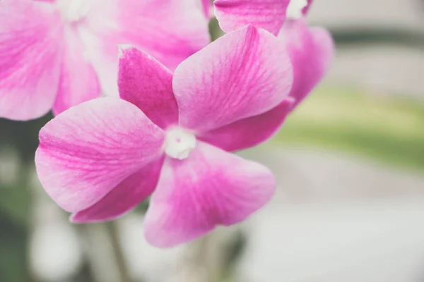 Flor Rosa Orquídea Phalaenopsis — Fotografia de Stock