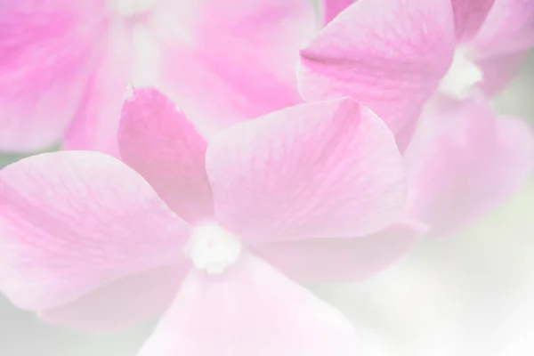 Розовый Цветок Фаленопсиса — стоковое фото