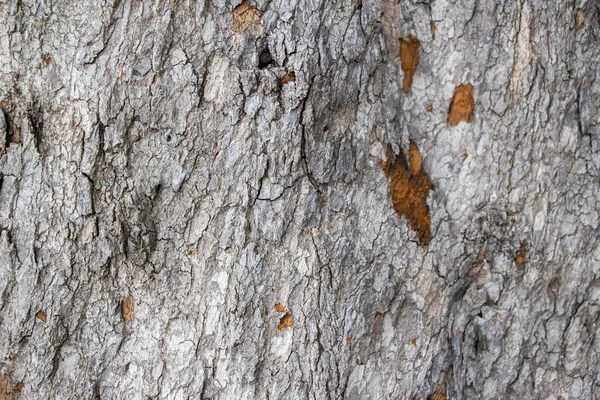 Eski kırsal ahşap deri dokusu