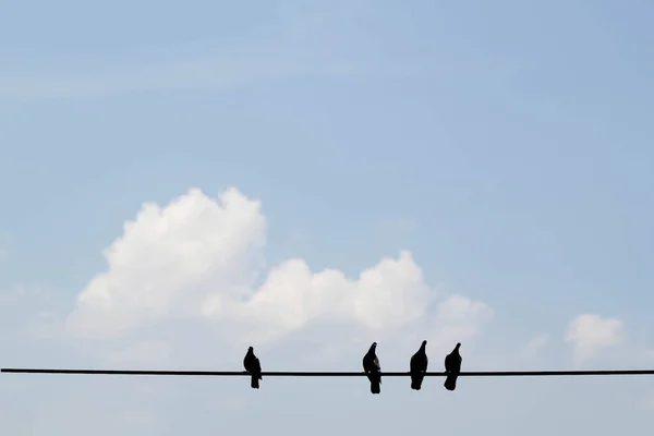 Pássaro Fio Céu Azul Fundo Nuvem Branca — Fotografia de Stock