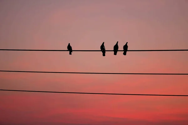 Pássaro Fio Fundo Céu Vermelho — Fotografia de Stock