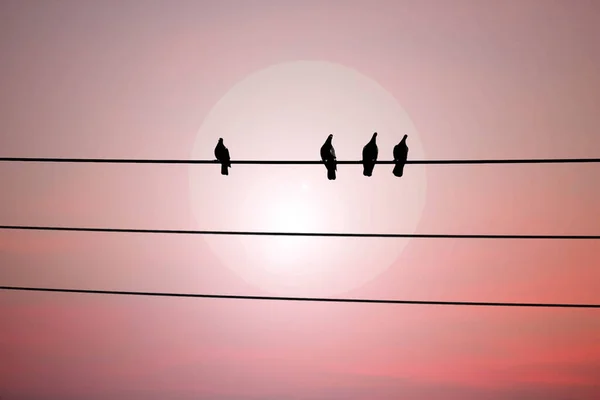 Pájaro Sobre Alambre Sobre Fondo Cielo Rojo Con Sol —  Fotos de Stock