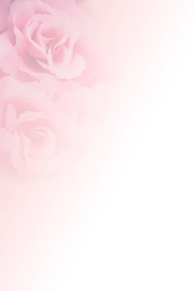 Rosa Rosa Morbida Sfocatura Sfondo — Foto Stock