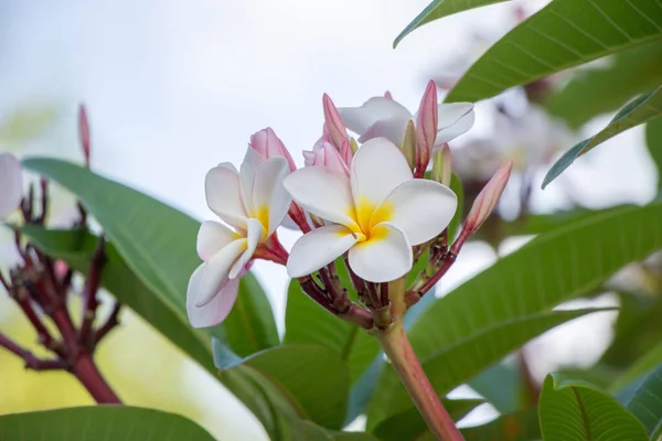 Fehér Plumeria Kertben — Stock Fotó