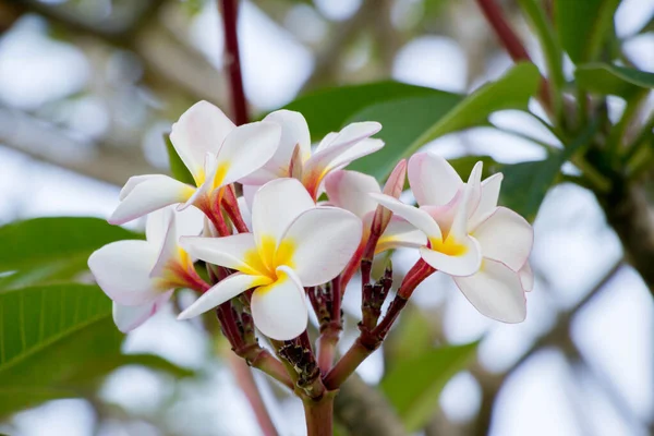 Witte Plumeria Boom Tuin — Stockfoto