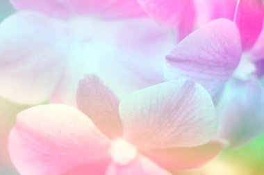 Pembe falaenopsis orkide çiçeği gradyan filtrede