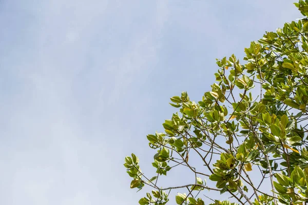 Foresta Mangrovie Verde Albero Sfondo Cielo — Foto Stock