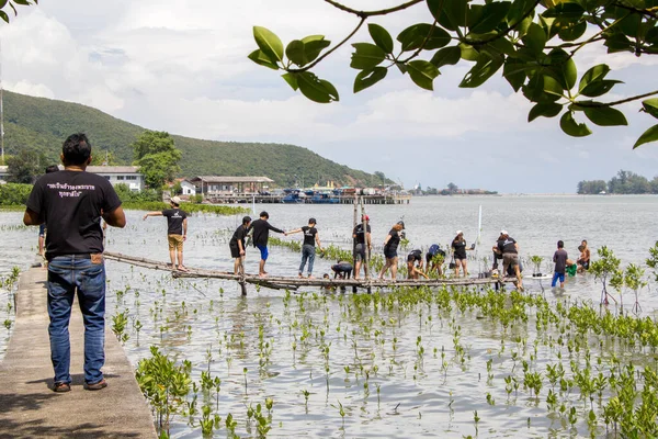 Önkéntesek Egyesülnek Fiatal Fát Ültetnek Mangrove Erdő Mély Sárában 2016 — Stock Fotó