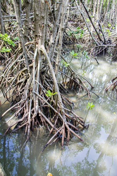 mangrove forest near the sea of Songkhla, Thailand