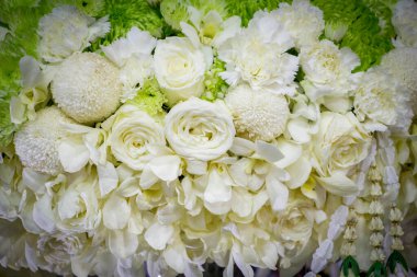 beyaz çiçek arkaplanı