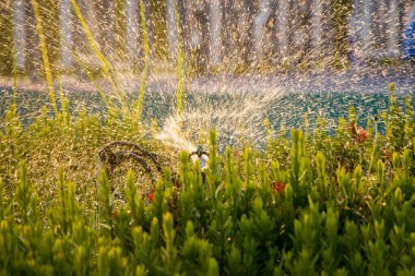 Otomatik fıskiye sistemi yeşil bahçedeki çimleri suluyor.