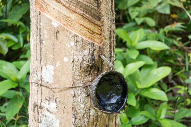Tayland 'da ağaç kabuğundan çıkarılan kauçuk latekste hindistan cevizi kabuğu.