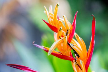 Yeşil yaprağın bulanık arka planında helikonya çiçeği